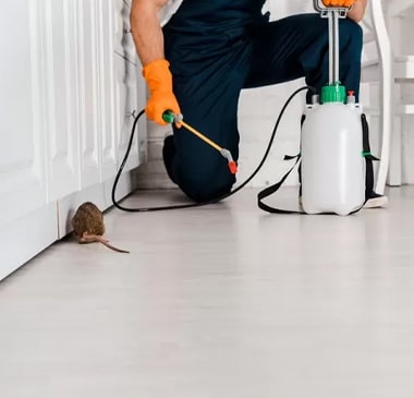 Expert Pest Control Chinderah