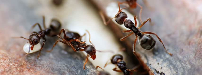 Ant Control Hopkins Creek