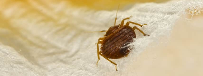 Bed Bugs Control White Patch