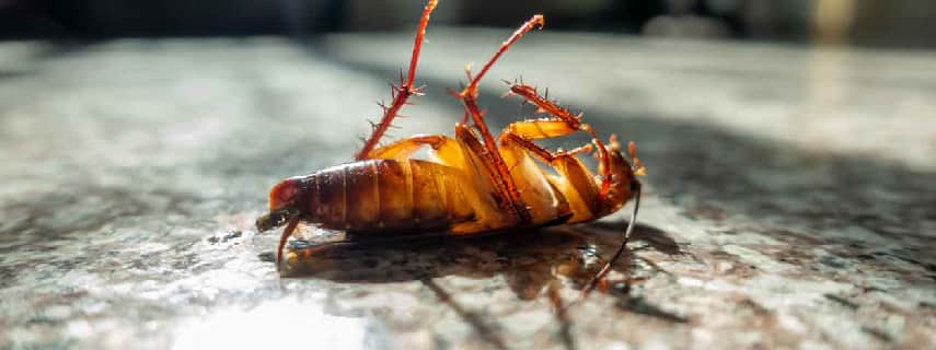Cockroach Control Helensvale