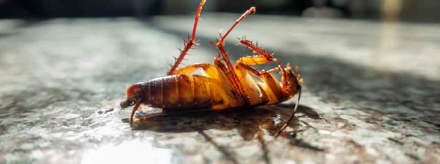 Cockroach Control Nundah