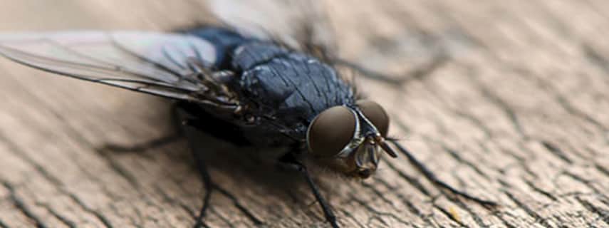 Flies Control Parkinson