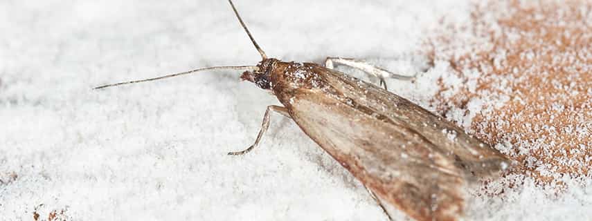 Moth Control Josephville