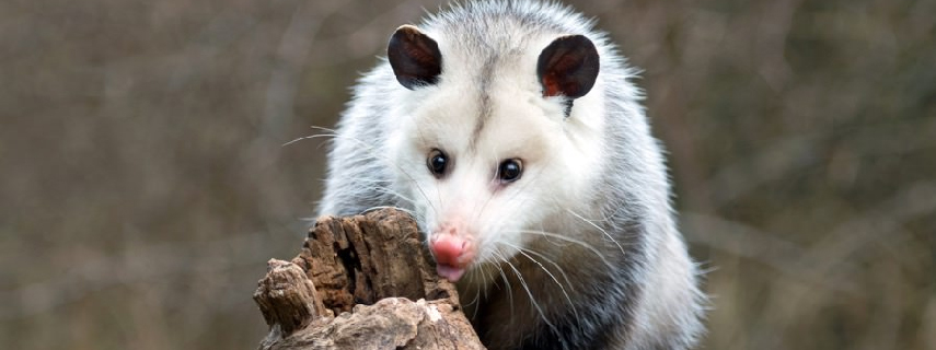 Possum Removal Silver Ridge