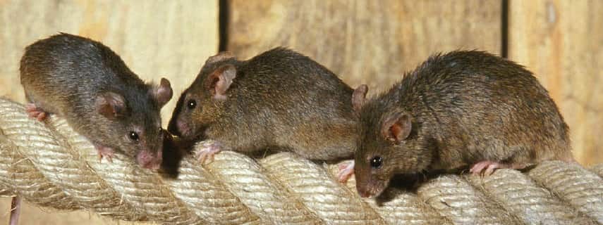 Rodent Control St Lucia