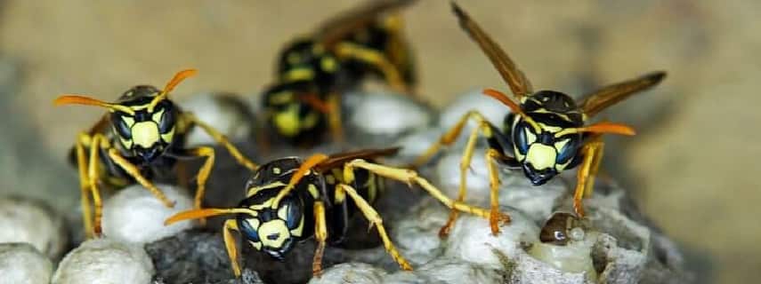 Wasp Removal New Chum
