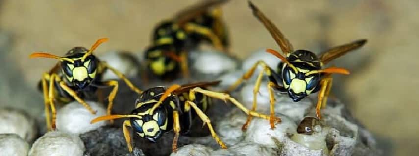 Wasp Removal Pacific Paradise