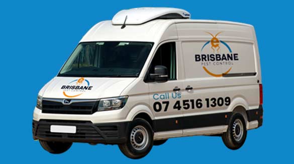 Pest Control Brisbane